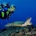 turtle_green_er_h_0705_png1087.jpg